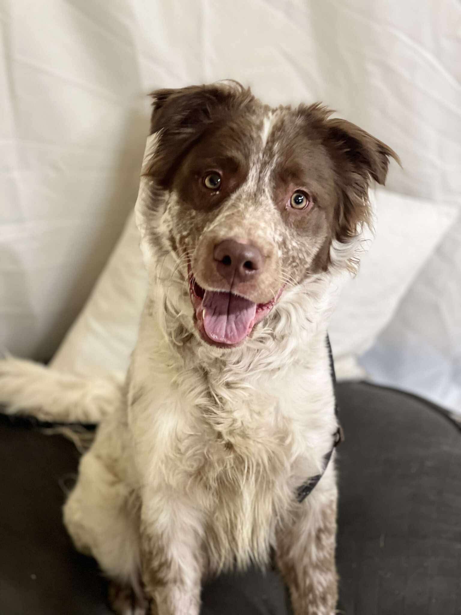 Tecova | Australian Cattle Dog | Dog