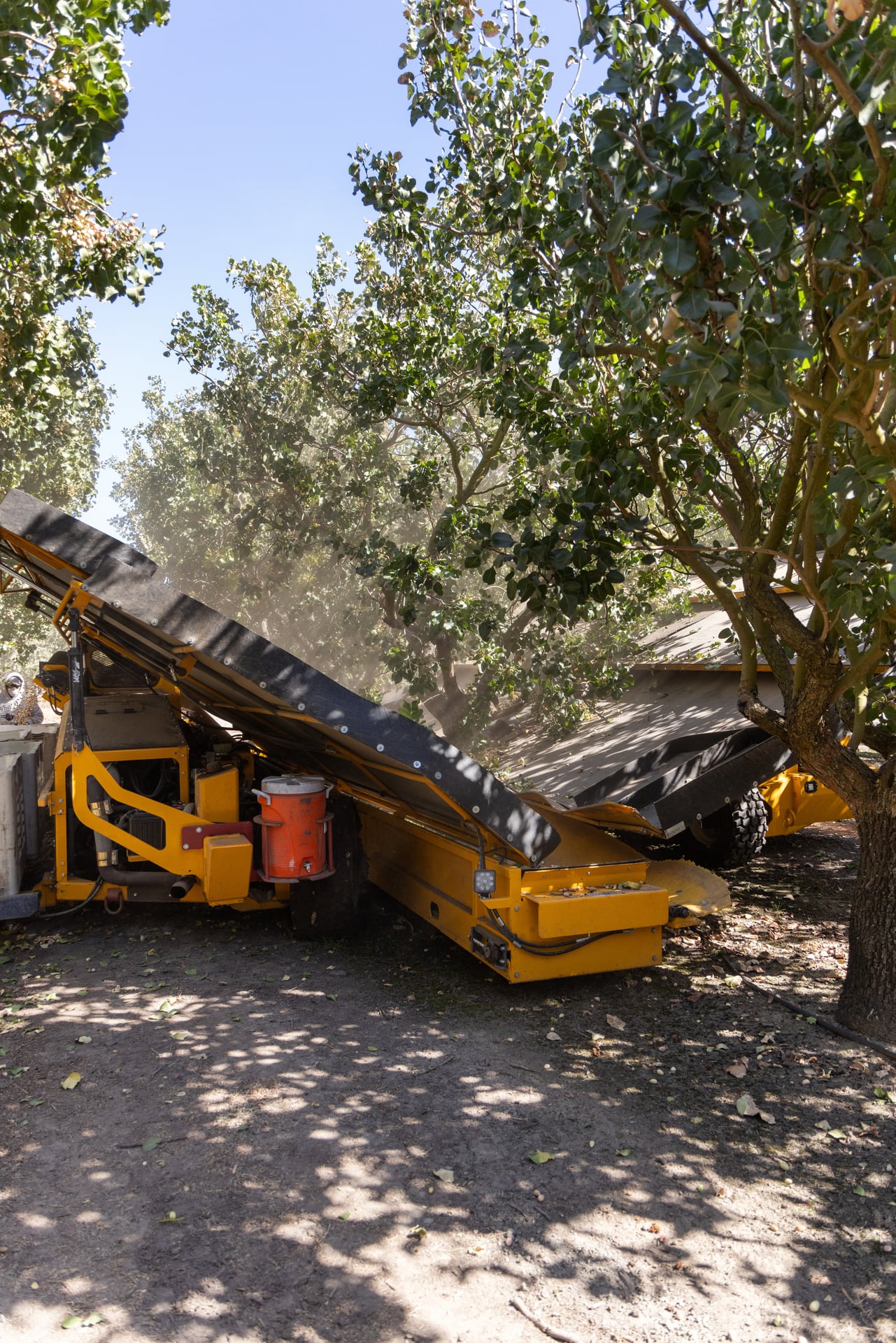 Yellow orchard conveyor receives freshly shaken nuts beneath mature trees. Fine dust hangs in the air while belts move product toward bins, representing the farm’s tailored harvesting services focused on clean, efficient collection with minimal orchard disturbance.