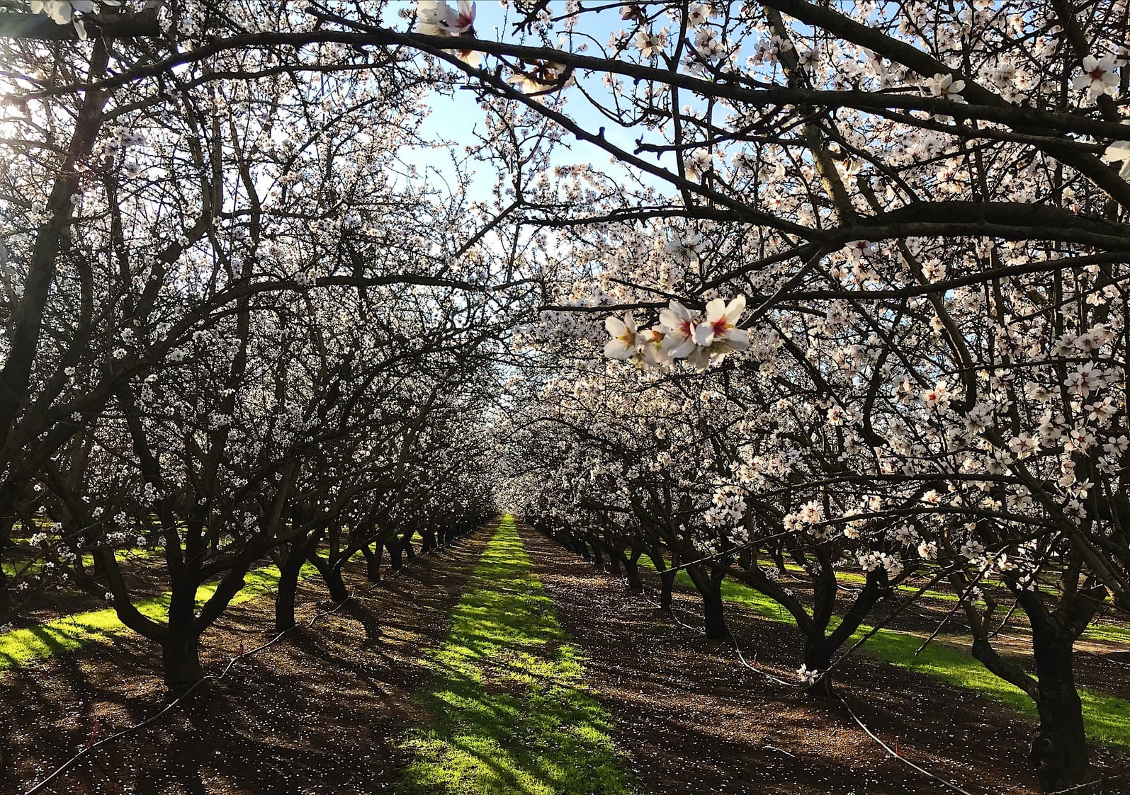 Flowering almond trees form parallel rows with soft white blossoms. Sunlight creates a bright green ribbon of ground cover between trunks, conveying the scale, health, and careful management of Sharon Naraghi Farms’ San Joaquin Valley orchards.