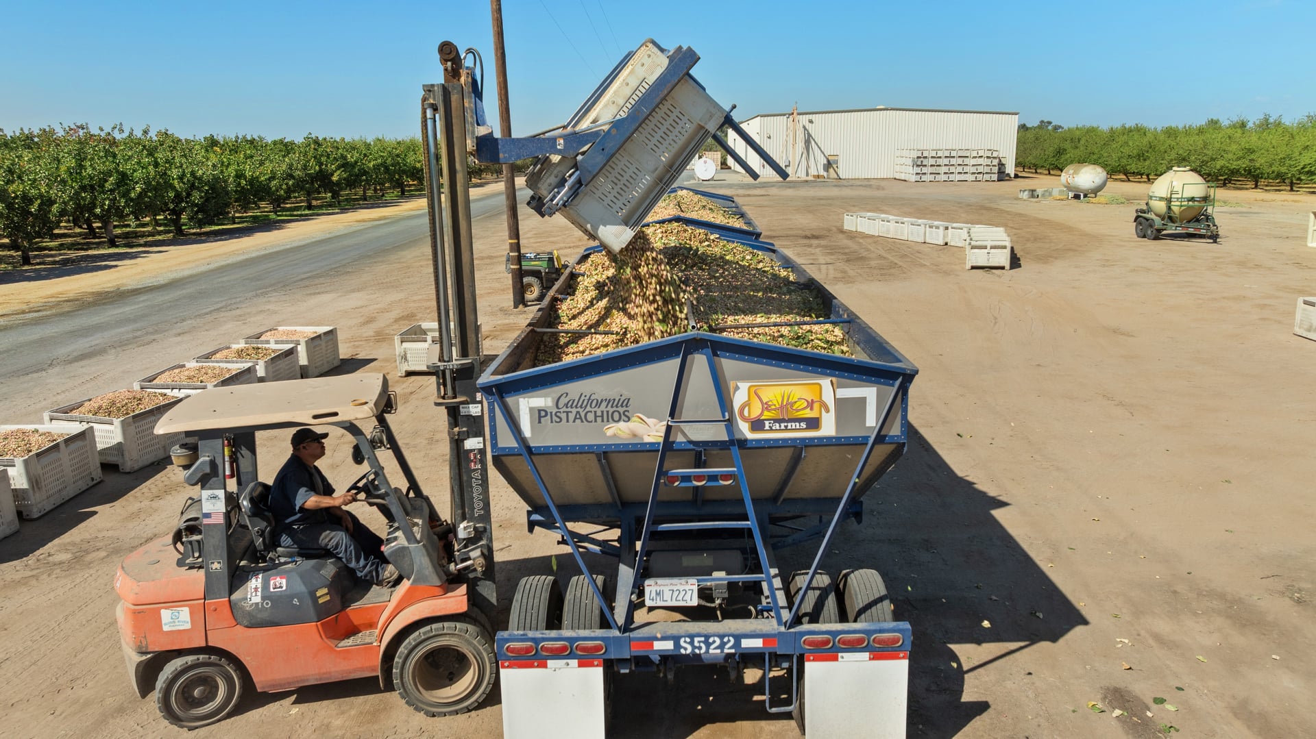 A forklift tips a full bin into a blue “California Pistachios” trailer at the orchard edge. The operation shows careful handling and traceable bulk loading that supports Sharon Naraghi Farms’ reliable domestic and international distribution.