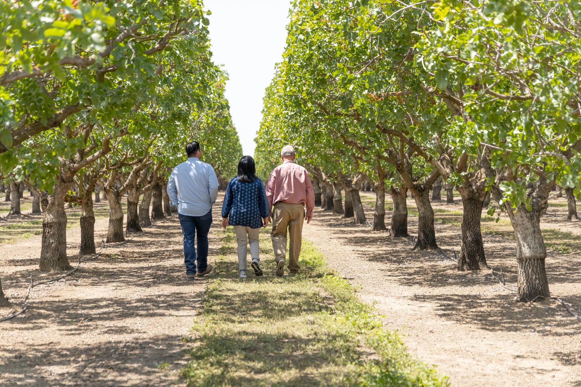 Three people walk side by side down a sunlit orchard corridor, seen from behind. The scene conveys collaborative field checks and relationship-driven service—hallmarks of Sharon Naraghi Farms’ partnerships with growers, handlers, and buyers.