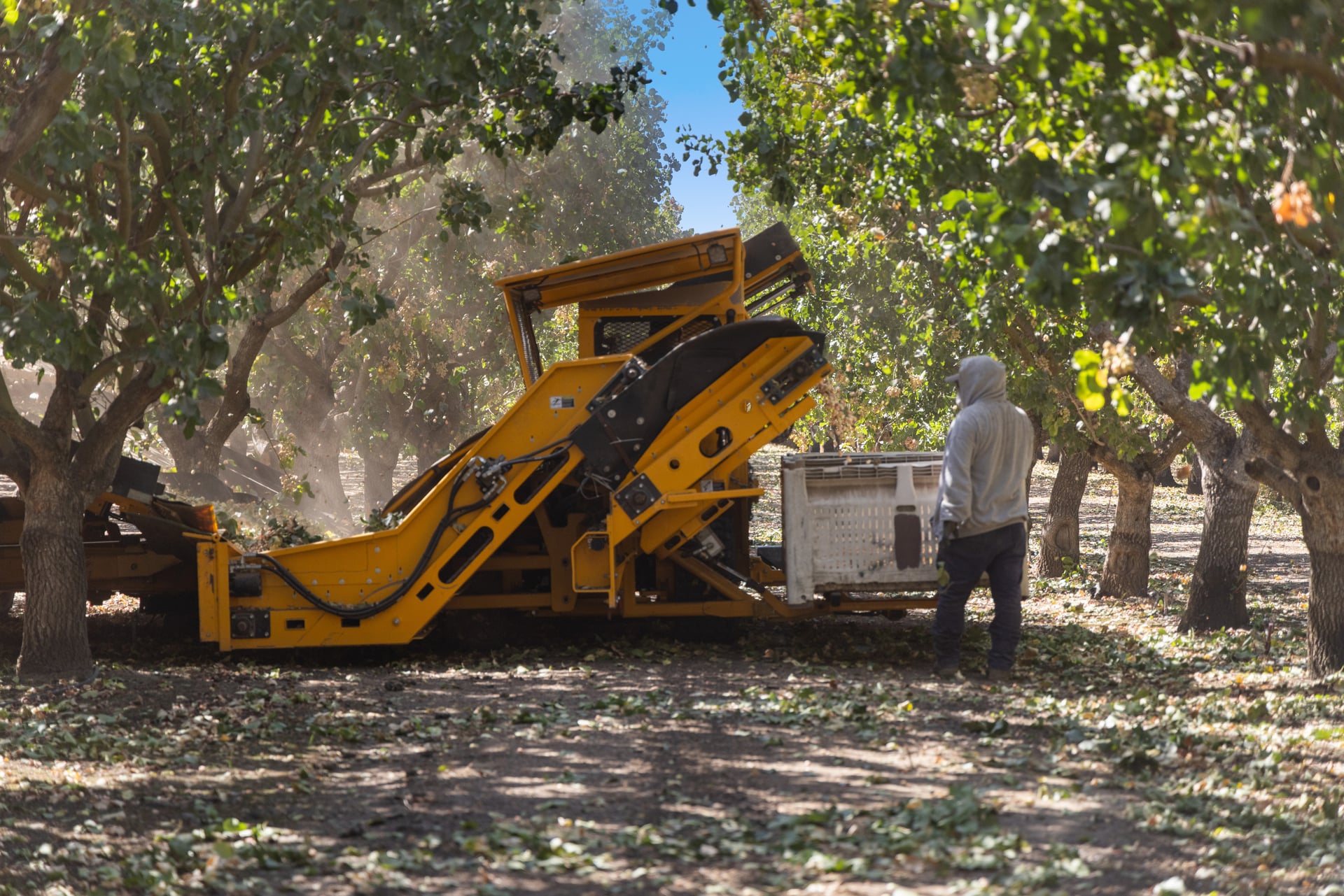A yellow belt system operates beneath orchard branches while a worker monitors flow into field bins. Leaf litter and sunlight shafts signal an active harvest, illustrating tailored equipment choices for row spacing and canopy density.