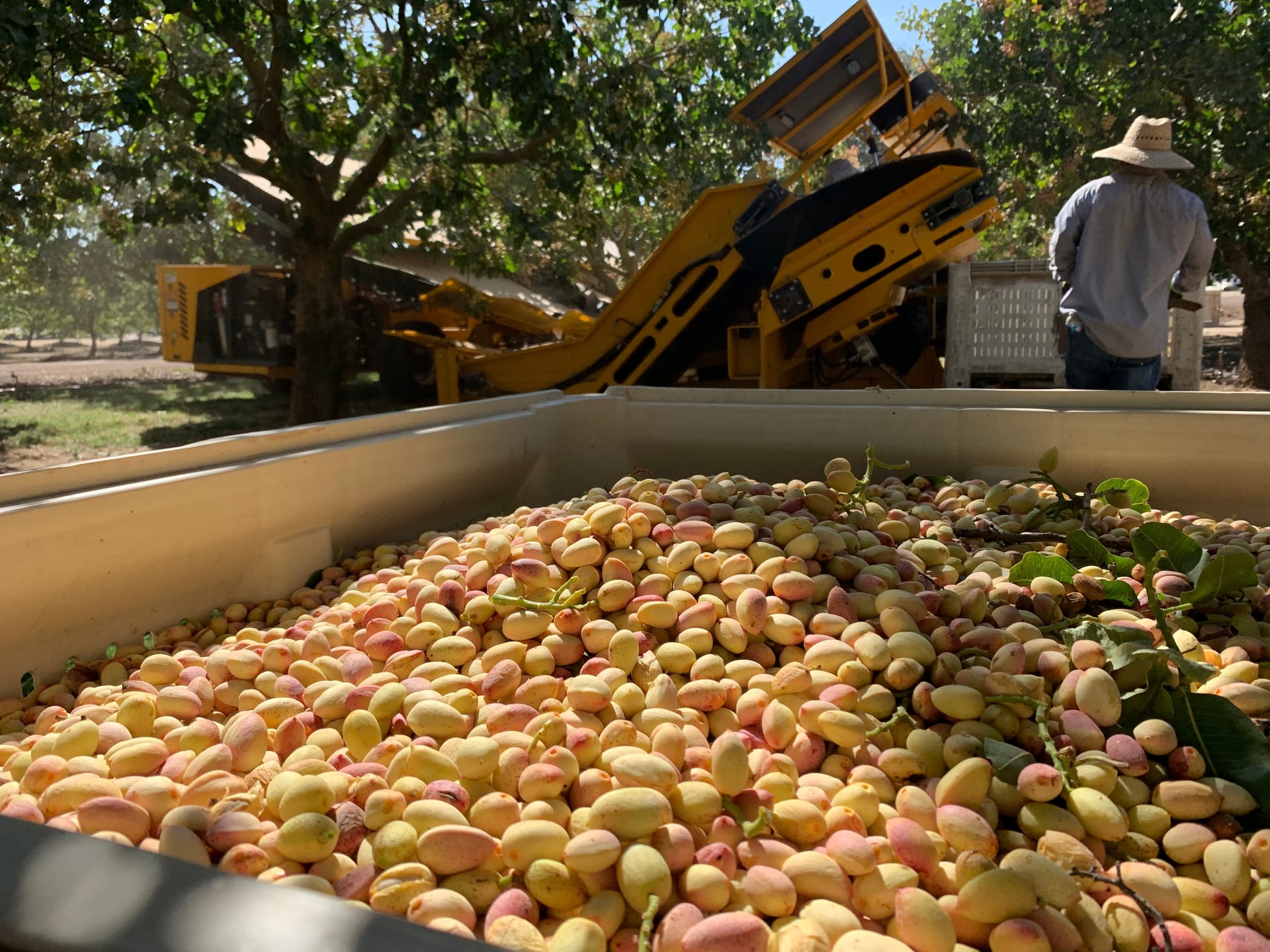 A receiving bin brims with freshly harvested pistachios—greens, creams, and pinks—while a yellow harvester and crew work under trees in the background. The composition spotlights product quality and efficient field-to-haul transfer.