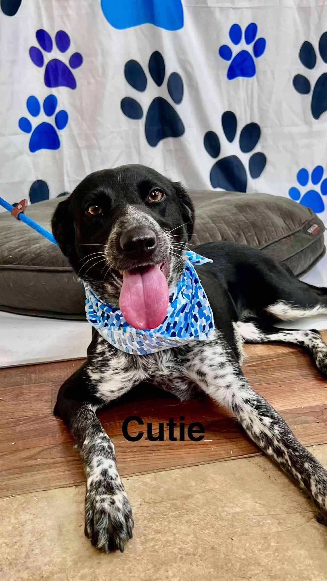 Cutie | Collie | Dog