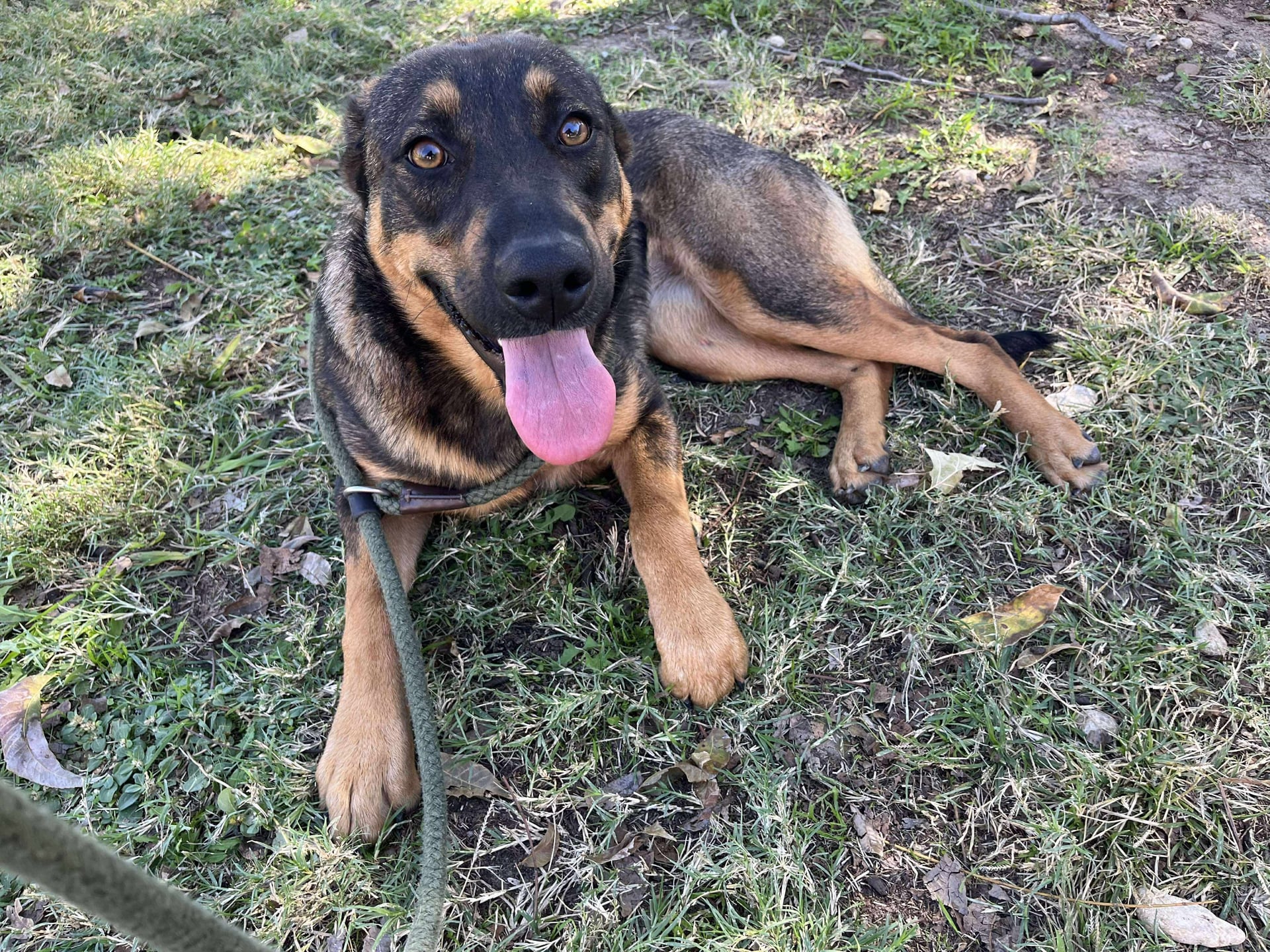 Lainey | German Shepherd | Dog