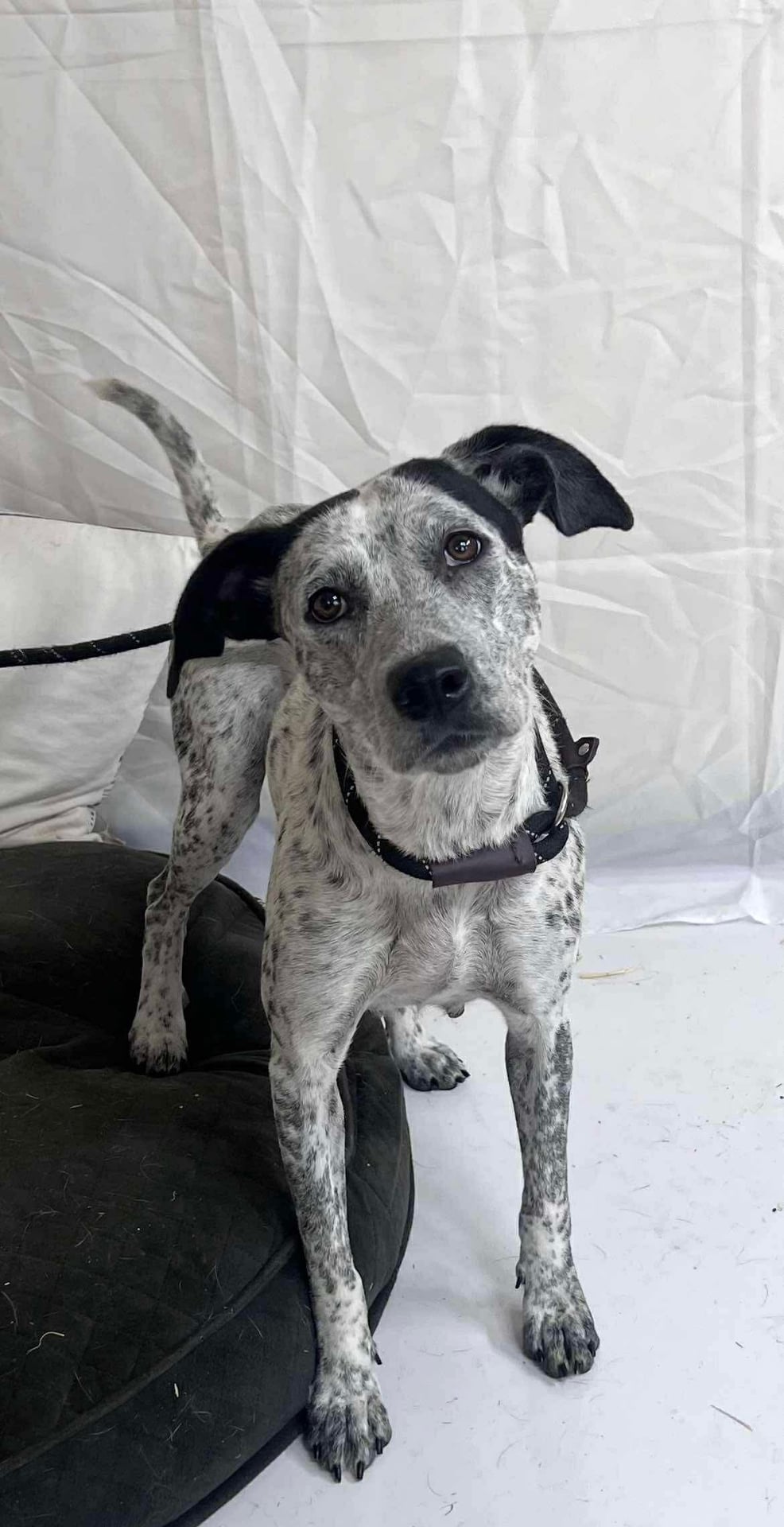 Gema | Australian Cattle Dog | Dog