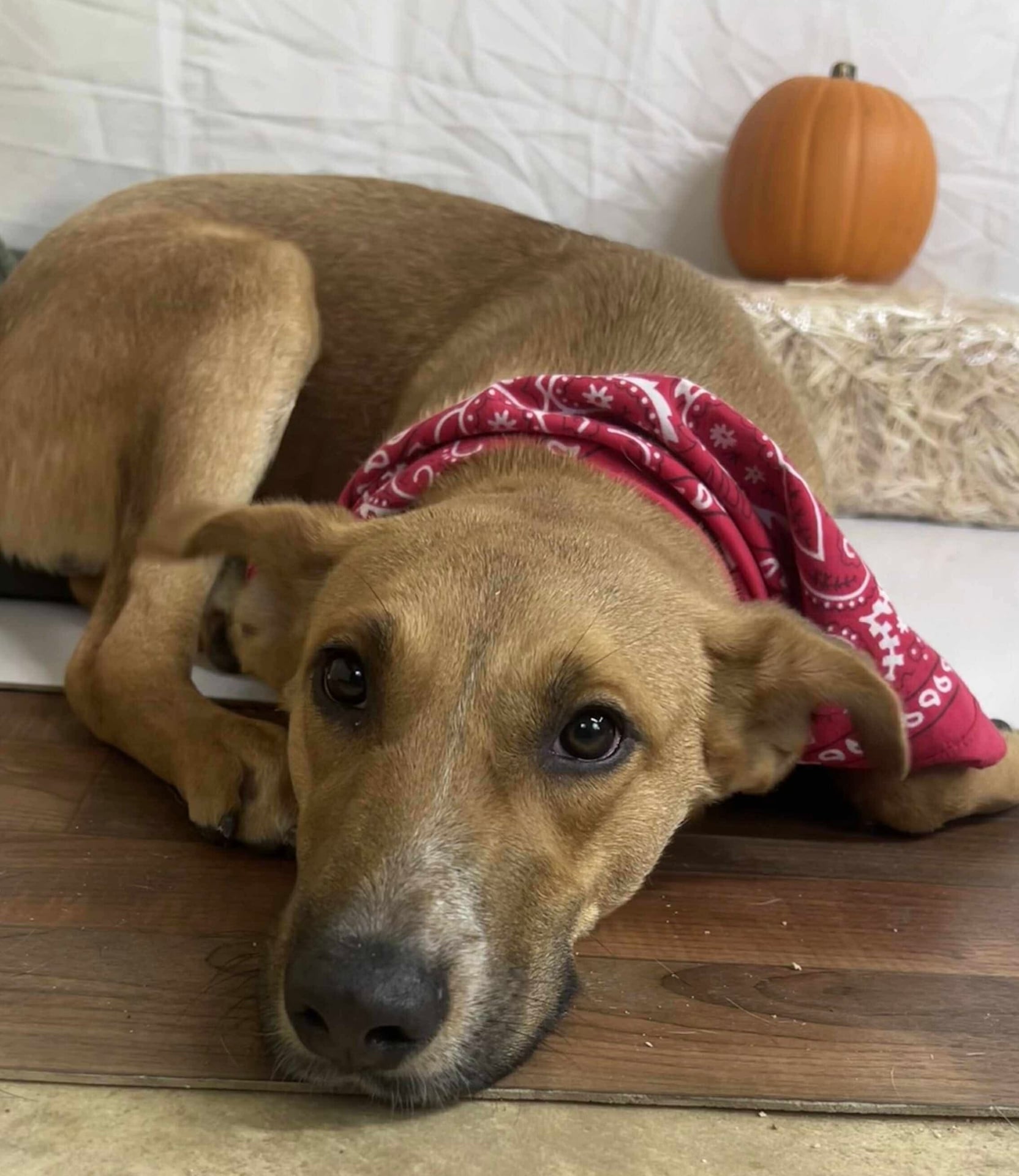 Tommy | Shepherd | Dog