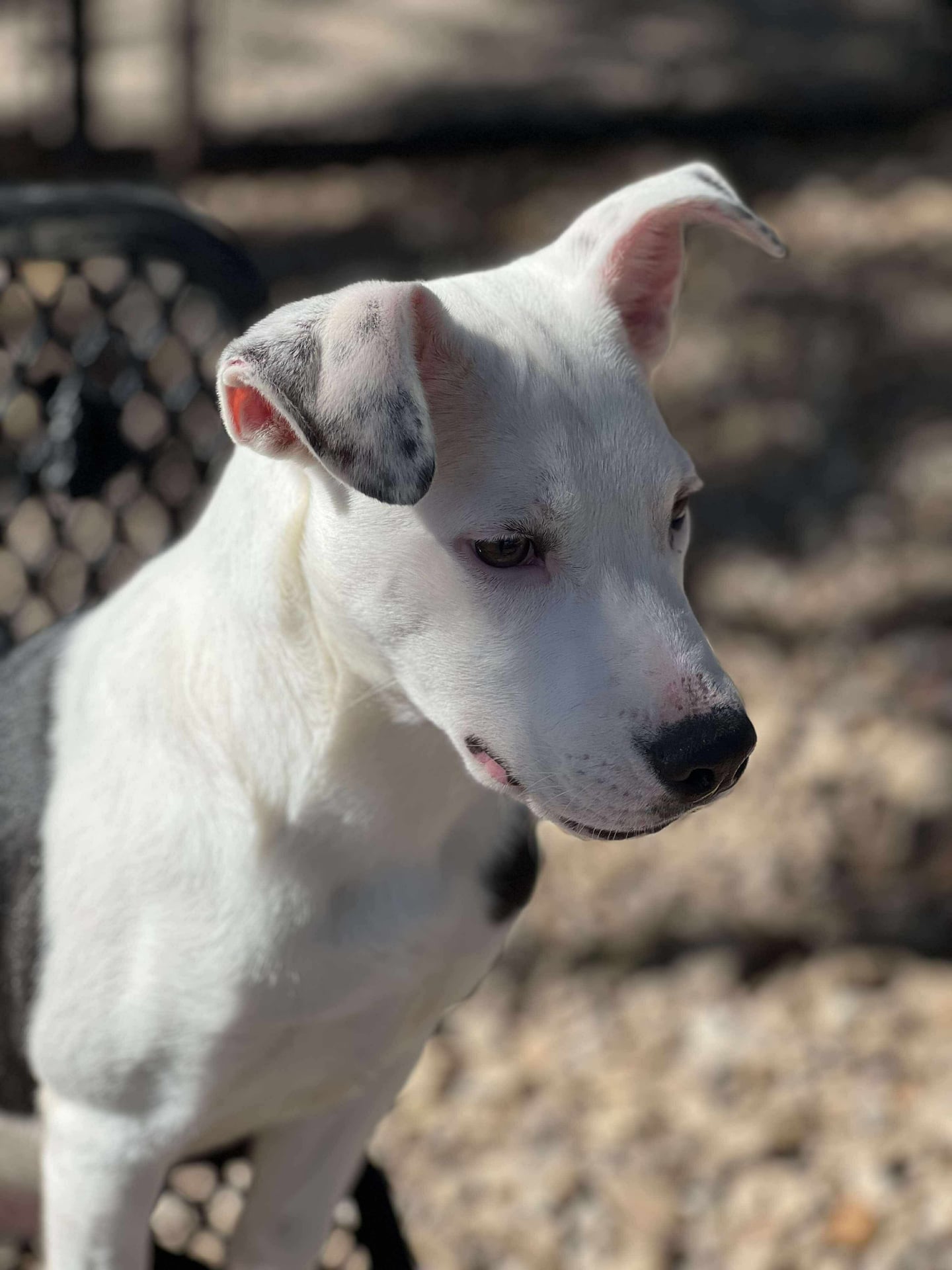 Dave | Pit Bull | Dog  