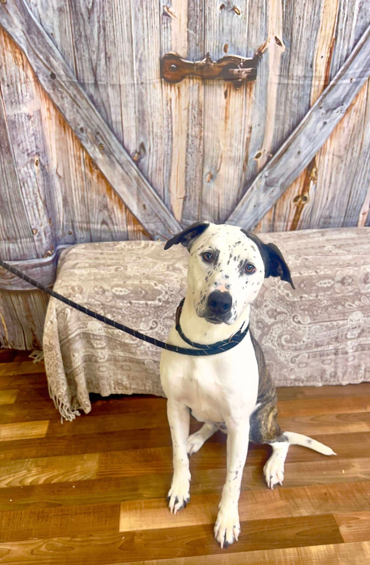 Ulan | Pit Bull | Dog  