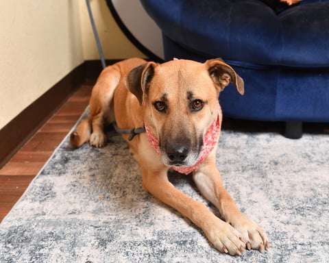 Whitney | Shepherd | Dog  