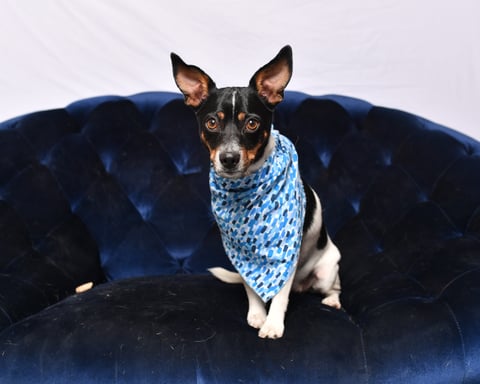 Ford | Jack Russell Terrier | Dog  