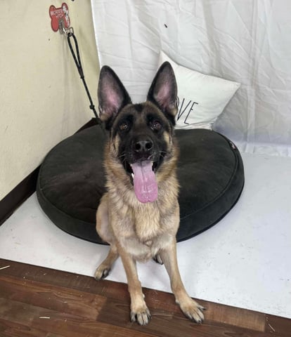 Dittany | German Shepherd | Dog