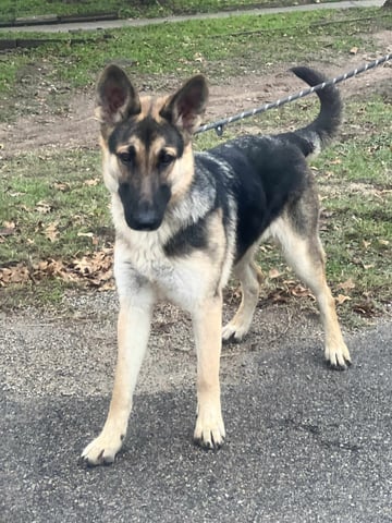 Christine | German Shepherd | Dog