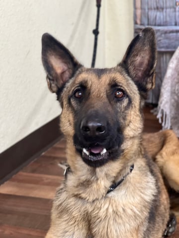 Landa | German Shepherd | Dog