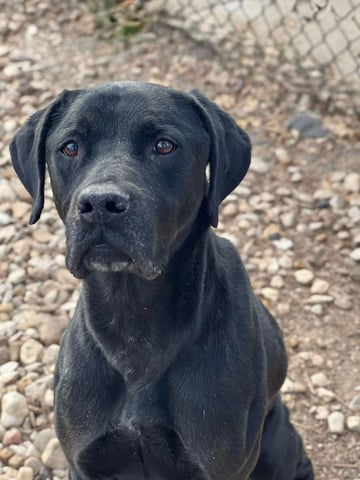 Chandler | Labrador Retriever | Dog  