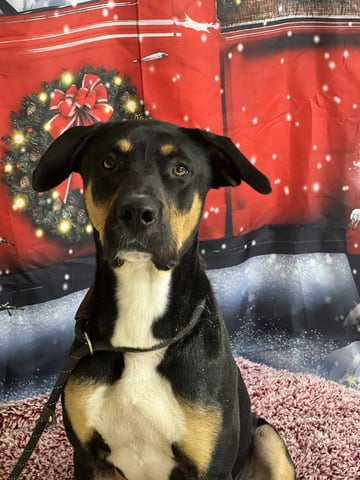 Nathaniel | Shepherd | Dog  