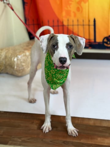 Harold | Pit Bull | Dog