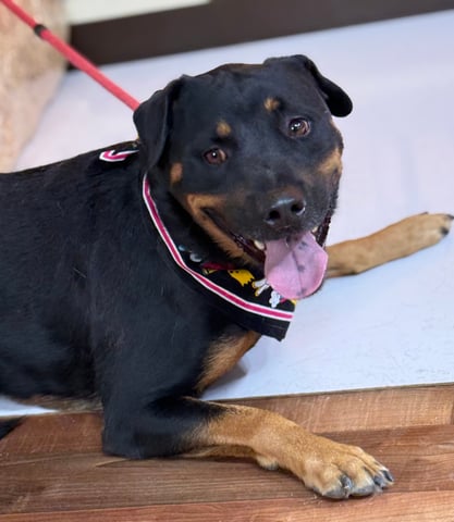 Maximus | Rottweiler | Dog