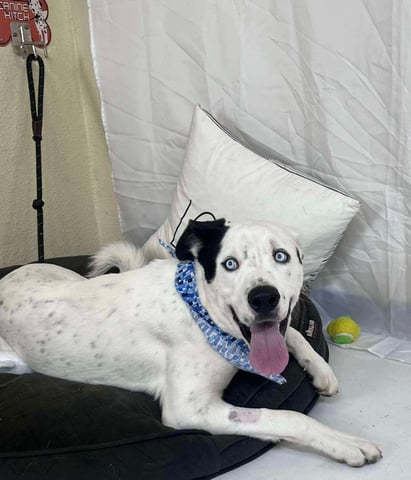 Paulie | Pit Bull | Dog