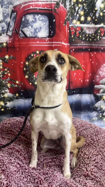 Maple | Shepherd | Dog