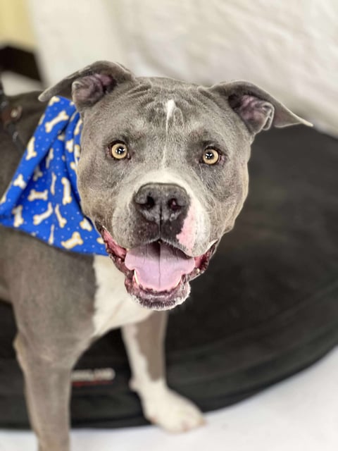 Bongo | Pit Bull | Dog