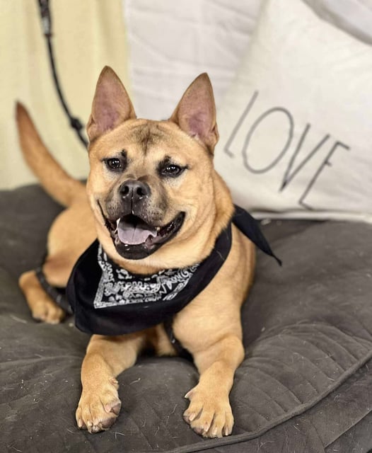 Drasa | Pit Bull | Dog