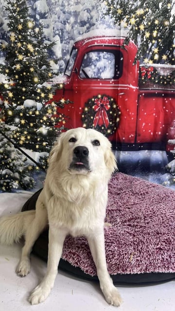 Dasher | Great Pyrenees | Dog