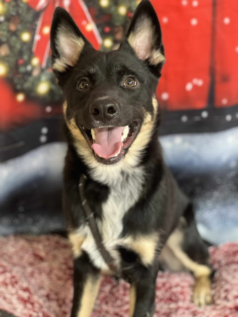 Ashton | Shepherd | Dog  