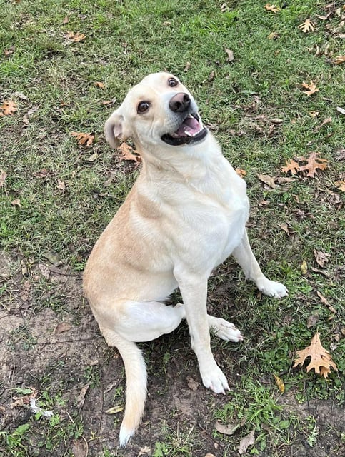 Malcolm | Labrador Retriever | Dog