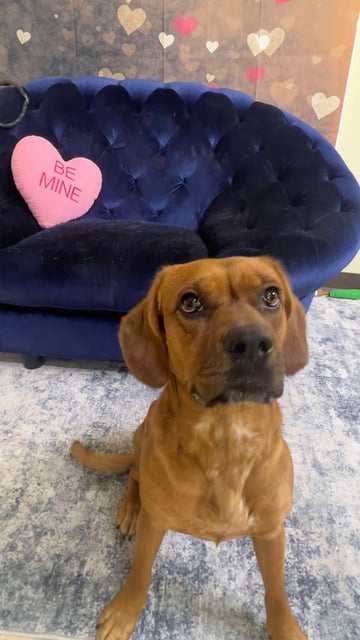 Georgia | Beagle | Dog  