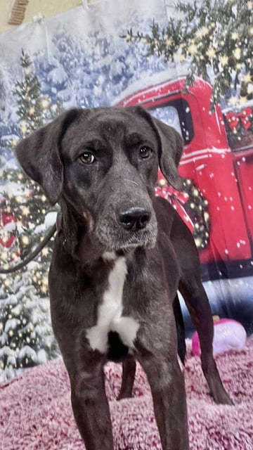 Salsa | Labrador Retriever | Dog  