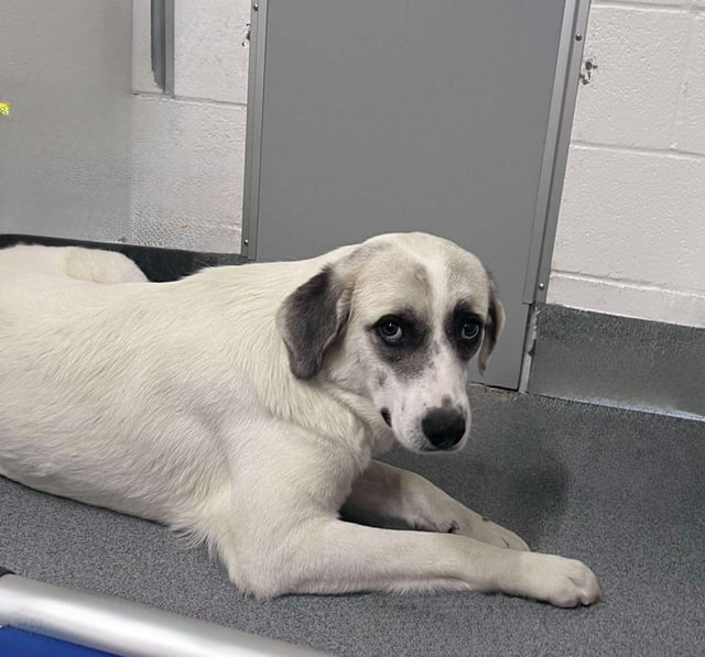 Ronda | Anatolian Shepherd | Dog  