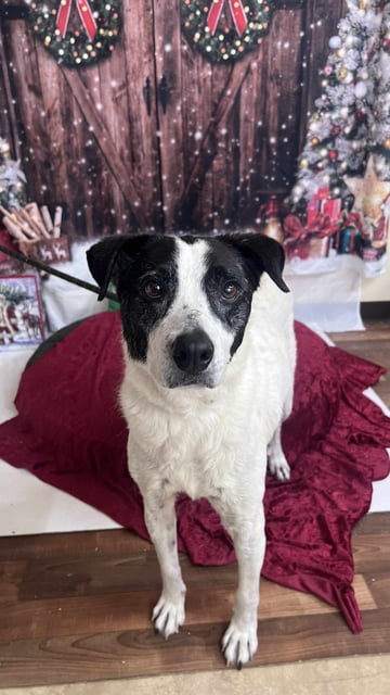 Baxter | Collie | Dog