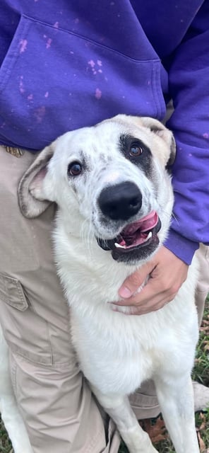 Douglas | Anatolian Shepherd | Dog  