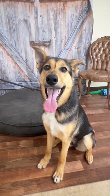 Lana | Shepherd | Dog