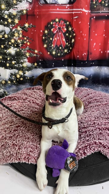 Romeo | Pit Bull | Dog