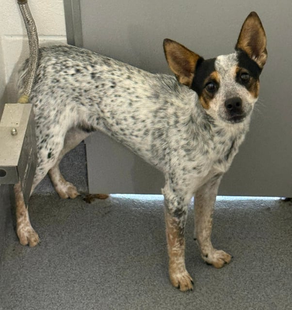 Indiana | Australian Cattle Dog | Dog  