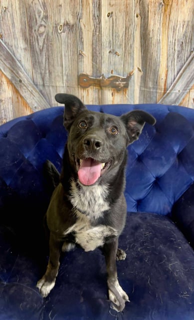 Kora | Australian Cattle Dog | Dog  