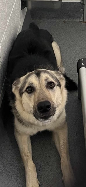 Tony | German Shepherd | Dog