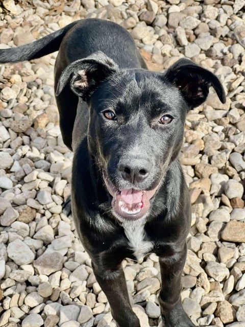 Runner | Labrador Retriever | Dog