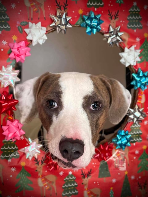 Harold | Catahoula Leopard Dog | Dog