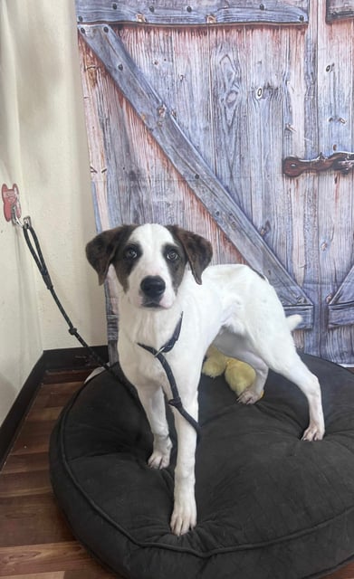 Checkers | Australian Cattle Dog | Dog