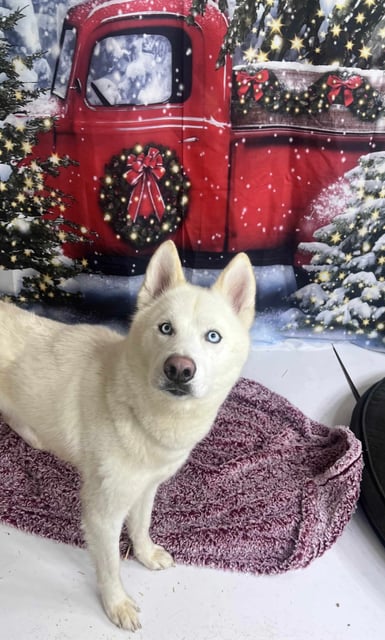 Alaska | Husky | Dog