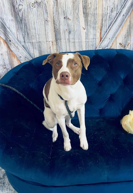 Oxford | Pit Bull | Dog  