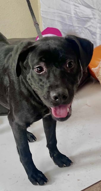 Bowser | Pit Bull | Dog  