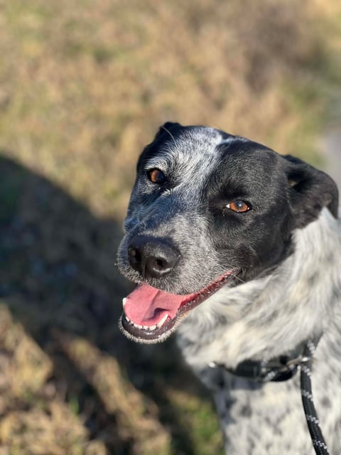 Light | Australian Cattle Dog | Dog  