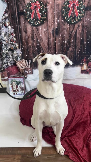 Buffy | Pit Bull | Dog  