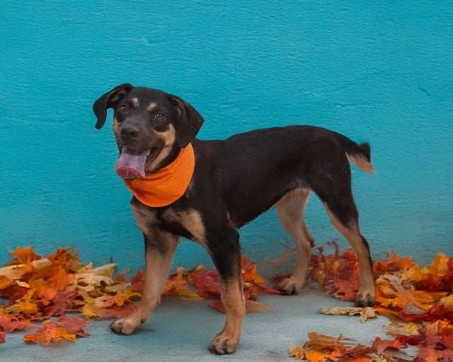 Paisley | Shepherd | Dog