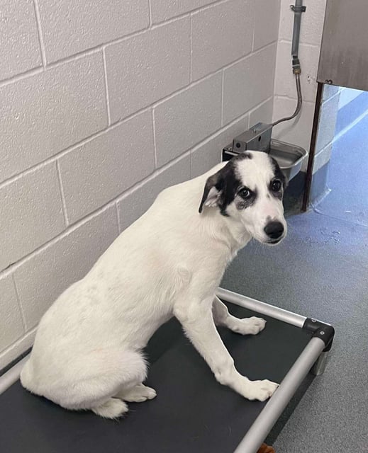 Marigold | Labrador Retriever | Dog  