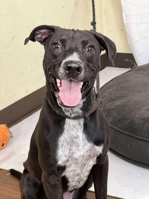 Happy | Terrier | Dog  